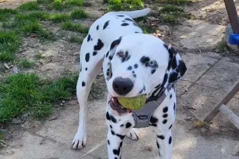 Pongo