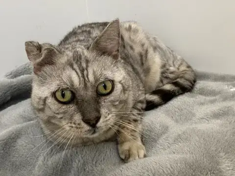 Léo