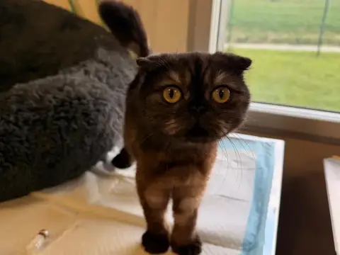 Dina