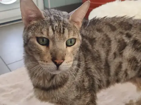 Titi
