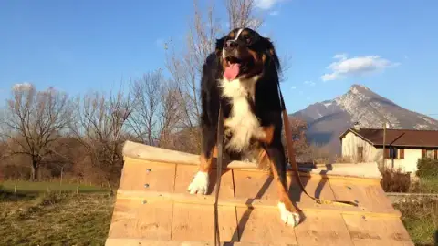 Les Chiens du Paradis - Éducateur et dresseur canin professionnel- Grenoble