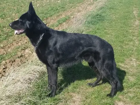 Bedoggy