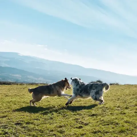 L'Éveil du chien - Éducation canine, Soins énergétiques et communication animale