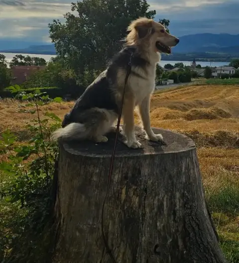 Pension Canine "Le Toutous Ranch"