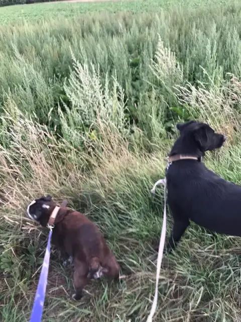 Dog Holliday- Visites à votre domicile chats/chiens/nacs et promenades canines