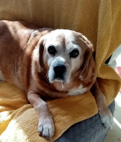 Clinique Veterinaire du Pont Gabriel