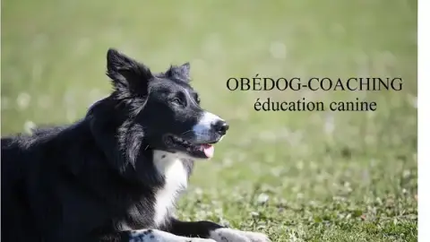 Obédog coaching