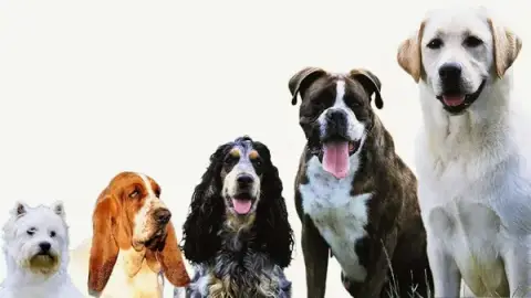 Dr. Mickael Mazurek- Zendog - Comportementaliste et éducateur canin à Nancy