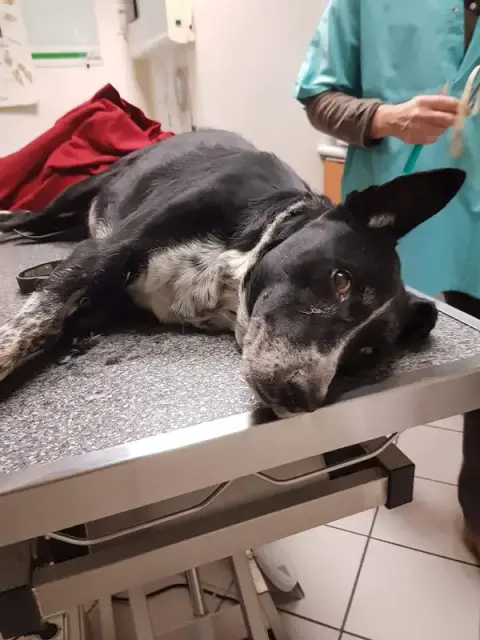 Veterinary Clinic Nigron André
