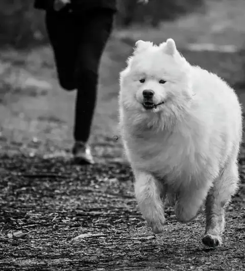 Elevage & Pension canine LA BELLE ETOILE