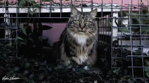 Pension Le Chat Zen (68220 Buschwiller )