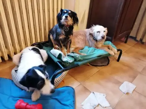 Club Canin du Fumélois et du Lot et Garonne