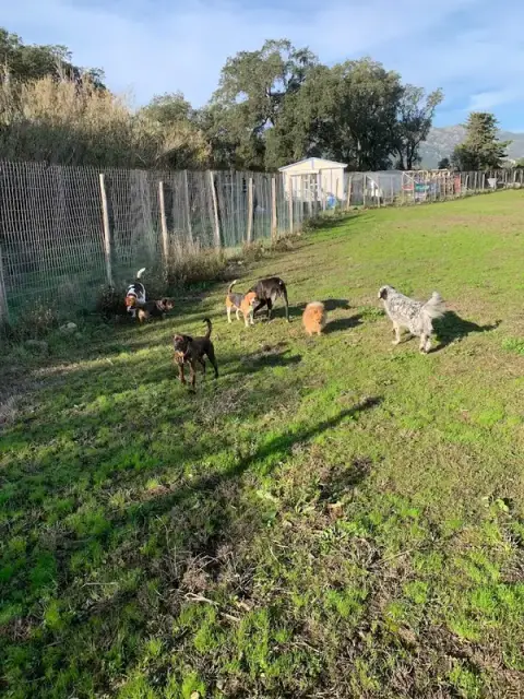 cani piaghjinchi pension canine biguglia