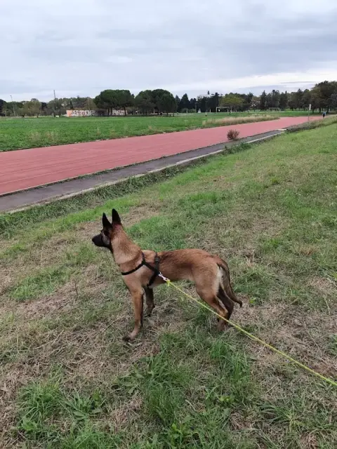 Truf'Zen - Comportementaliste Canin & Félin - Lattes et alentours
