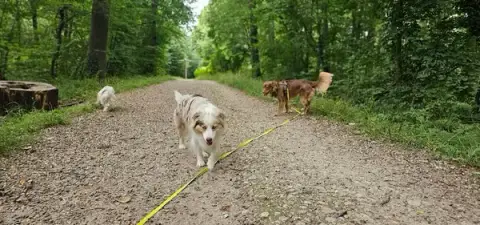 CynoVox - Comportementaliste, éducateur canin