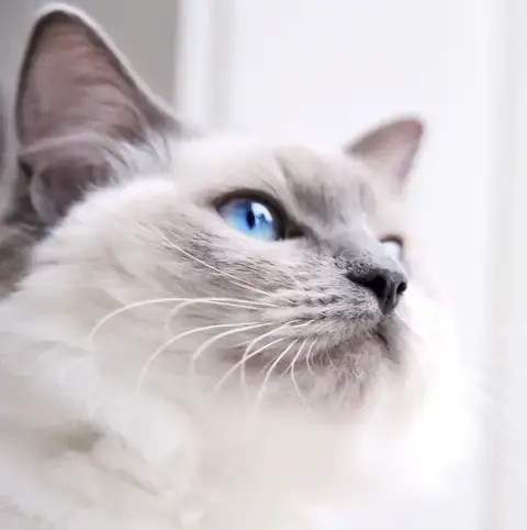 MyCatHome