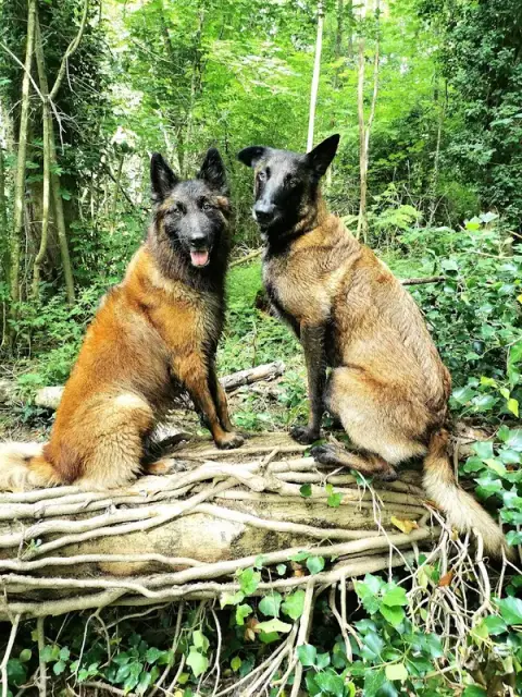 Elo'Dogs