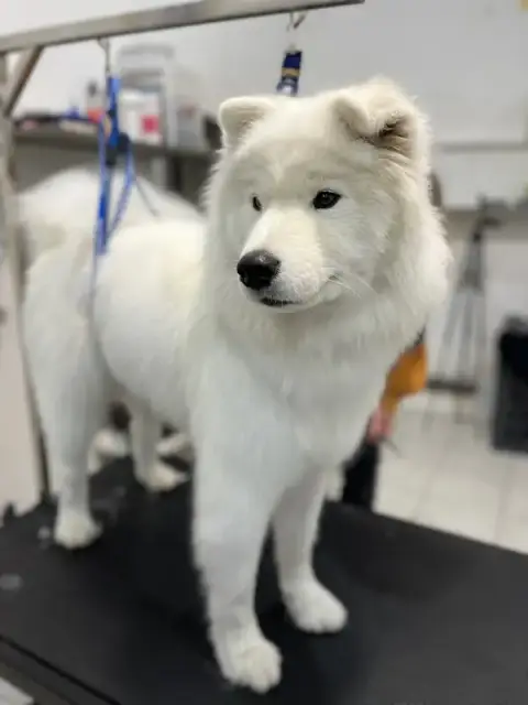 So My Dog toilettage Béziers