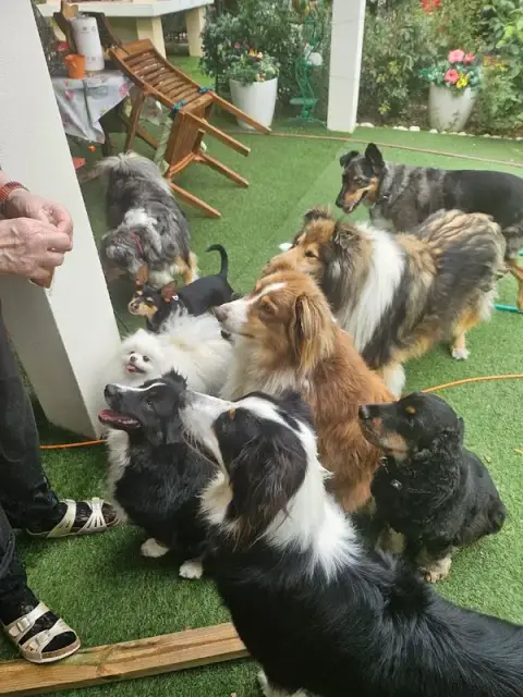 TIF. PETS FOREVER