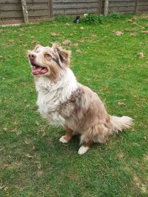 Jina Unis Sans Laisse - Julie Lomel - Garde d'animaux à domicile et éducation canine en Mayenne 53