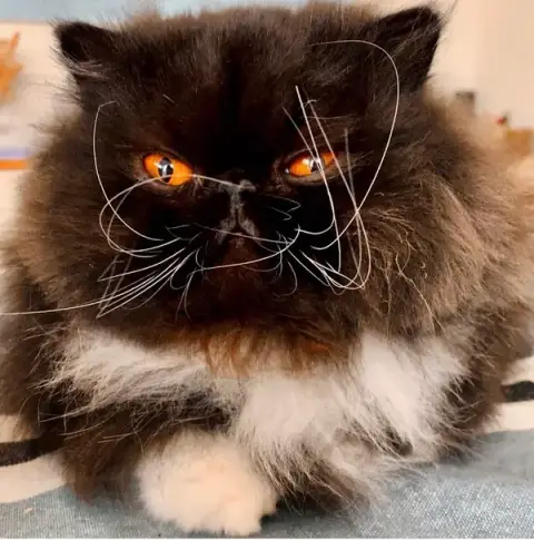 Nounounimo