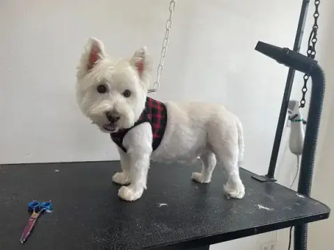 Toutou Time - Céline SIEGEL Artisan Toiletteur Canin