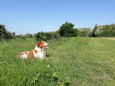 Au Fil des Animaux - éducatrice comportementaliste chiens, chats, lapins
