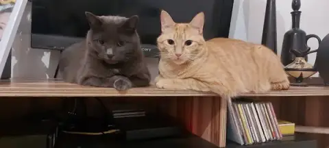 Animal Care