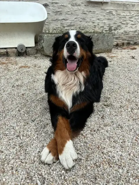 Éducateur Canin RespectDogs Angers