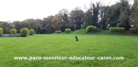 Paco Moniteur Et Educateur Canin