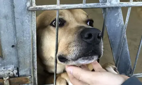 Animal protection Society