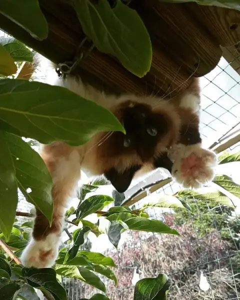 La boîte à chat