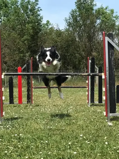CLUB CANIN FLAIR ET CROCS FAVEROLLES