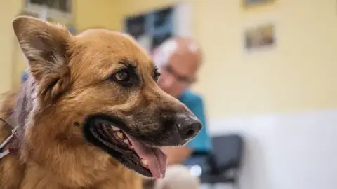 VET CENTER Veterinary Clinic