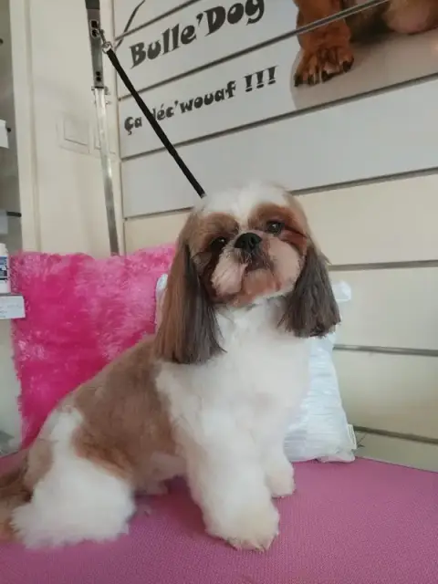 Bulle Dog (Normandie)