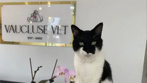 Vaucluse Vet