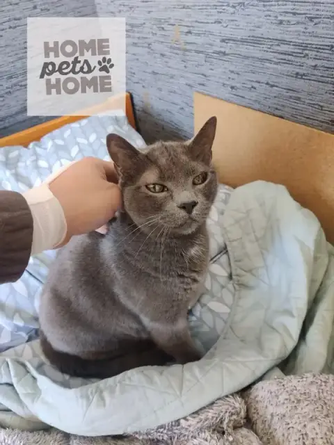 Home pets home