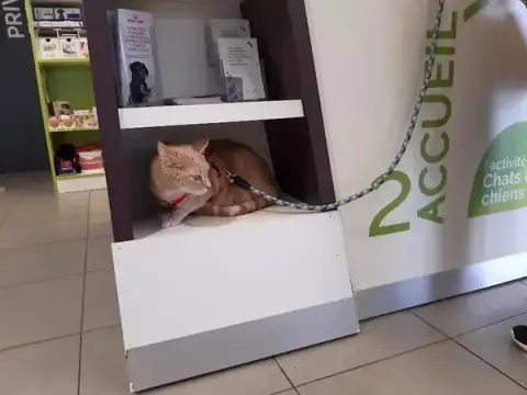 Veterinary Clinic Les Charmilles