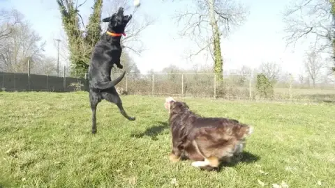 Les Terres D'azade Pension chiens et chat