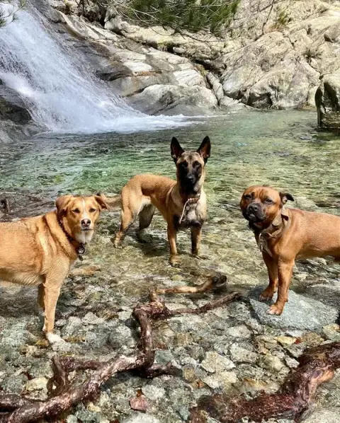 Éducateur canin La Seyne-sur-Mer, Ollioules et à Six-Fours-les-Plages - La Bande à Charlotte