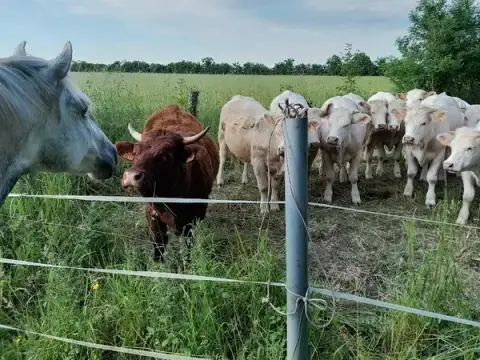 MB Vet'Equine