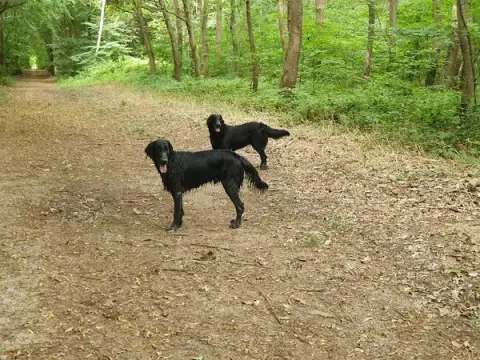 La zen Attitude Canine