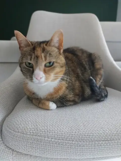 Gard'O Poil Petsitting