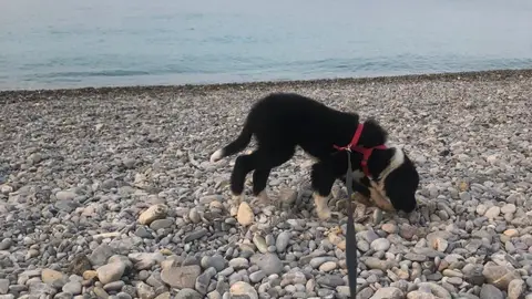 Garde animaux/ chiens-chats