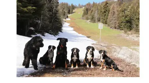 Pension canine familiale de La Perle des Bauges
