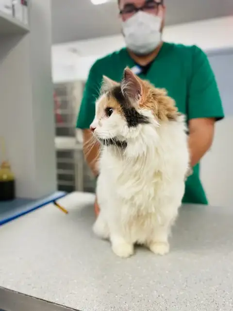 Vet-Urgentys OUEST | Urgence Vétérinaire de Garde Toulouse
