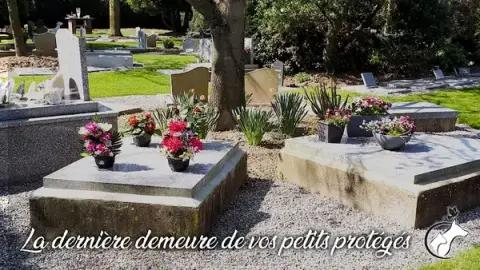 Cimetière pour Animaux