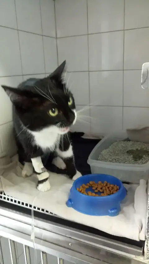 Veterinary Clinic Jeanne D'Arc