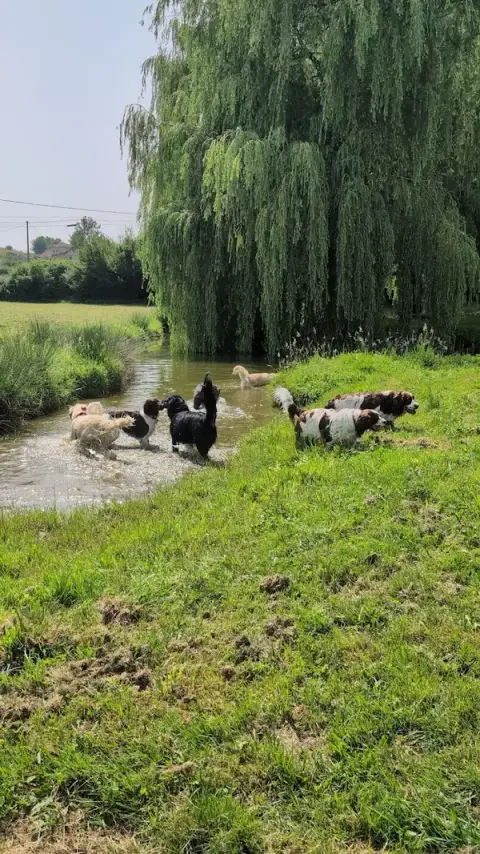 Centre canin toi mon ami