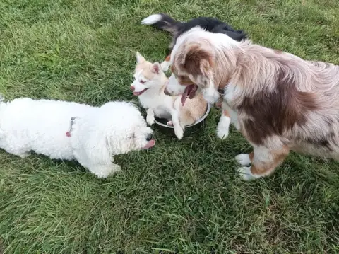 Club canin de Ploemeur Breizh Cool Dogz